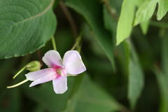 Impatiens fruticosa